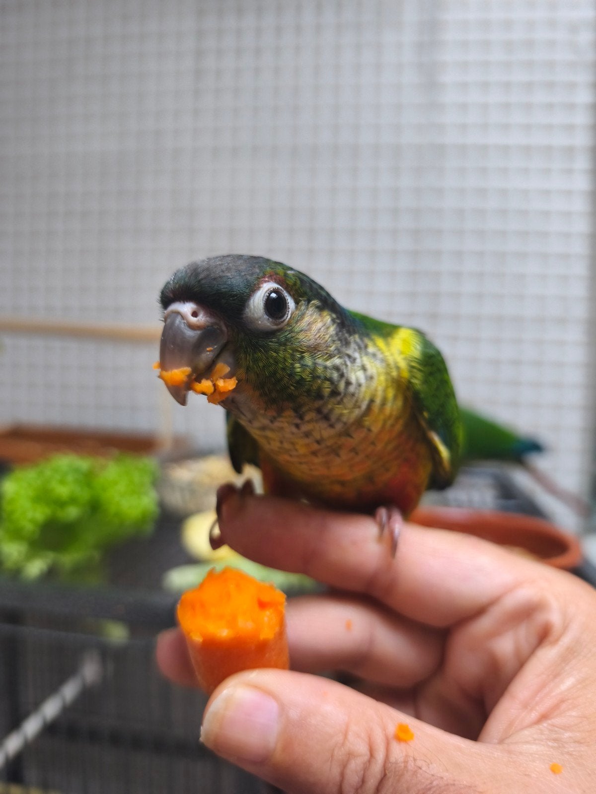 Conure Molinae, Perruche