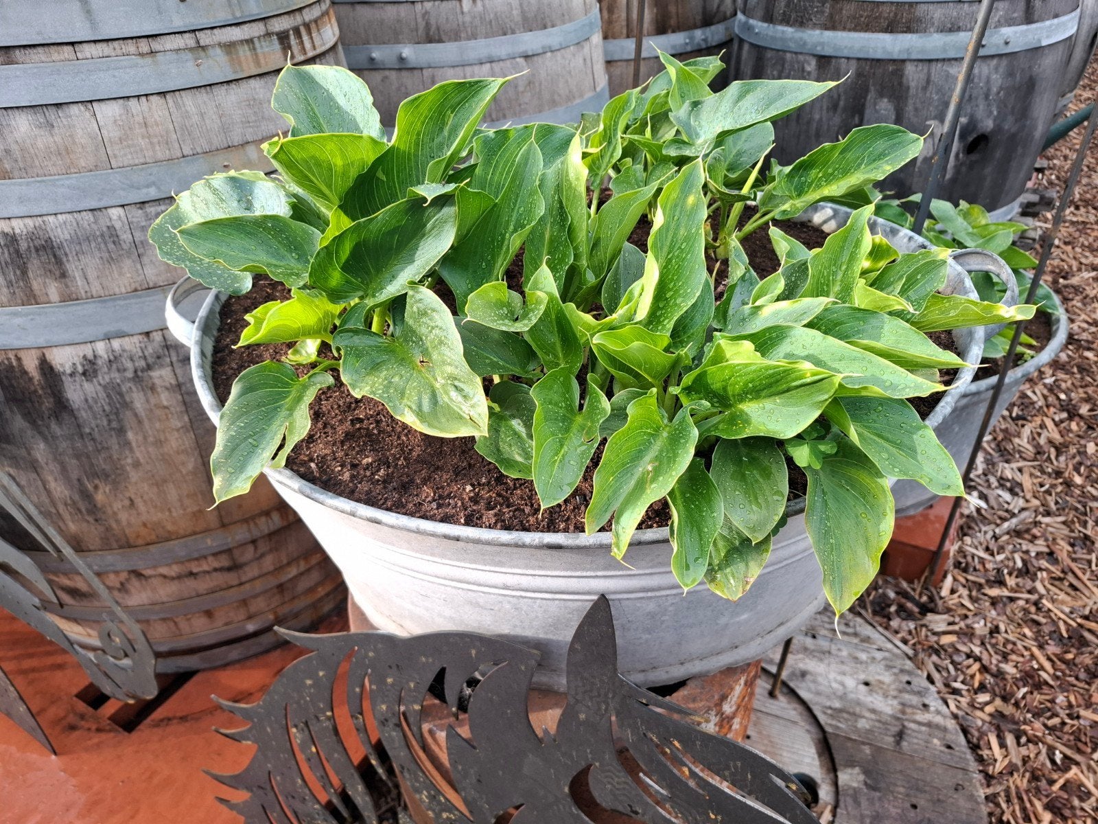 Bac galvanisé 66 cm x 31 cm avec plantes Eagle Skelk, Jardin & Terrasse, Enlèvement