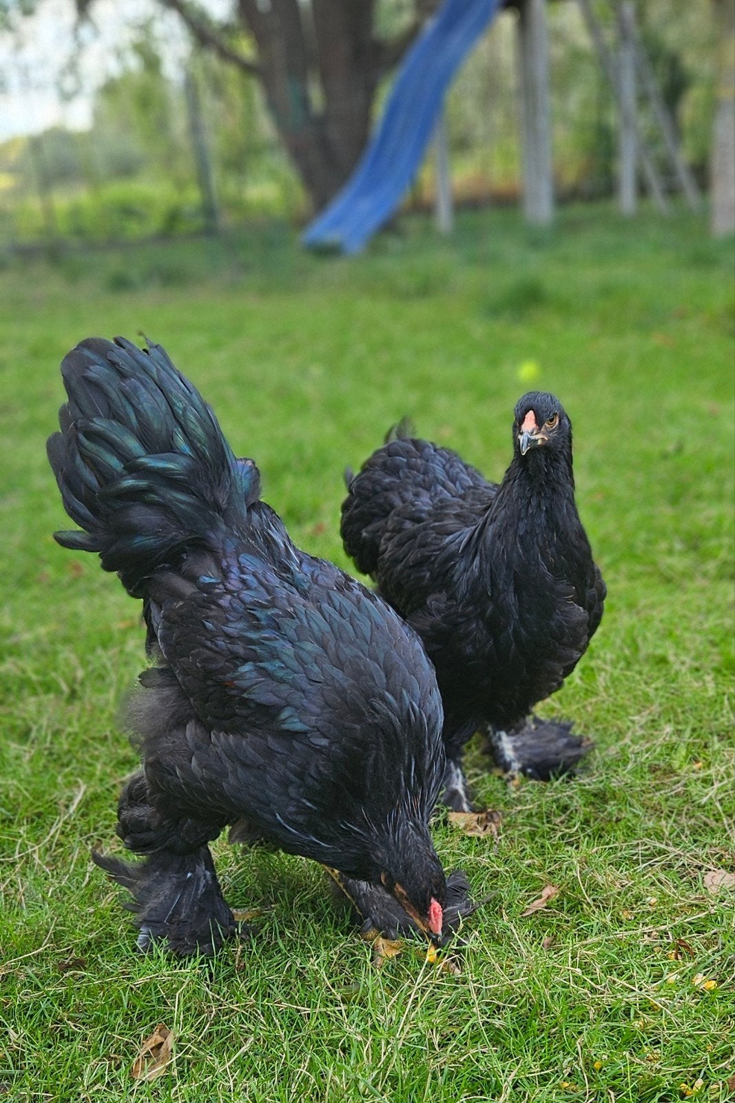 mooi trio zwarte Brahma's
