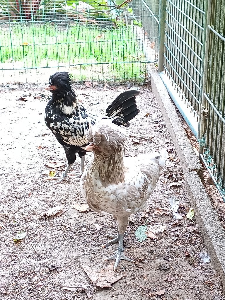Te koop 2 st. baardkuifhoen (padua) haantjes van 2026, Dieren en Toebehoren, Pluimvee, Mannelijk, Kip