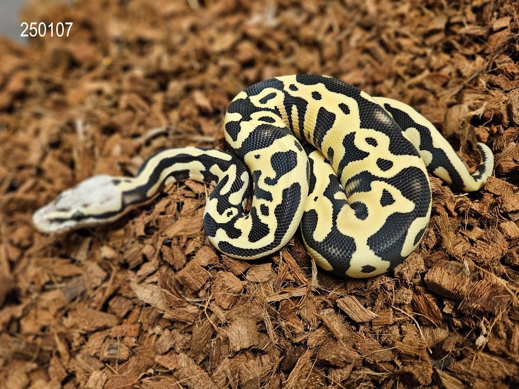 LAST MINUTE HOUTEN DEALS - Diverse koningspythons Ball Python photo 4