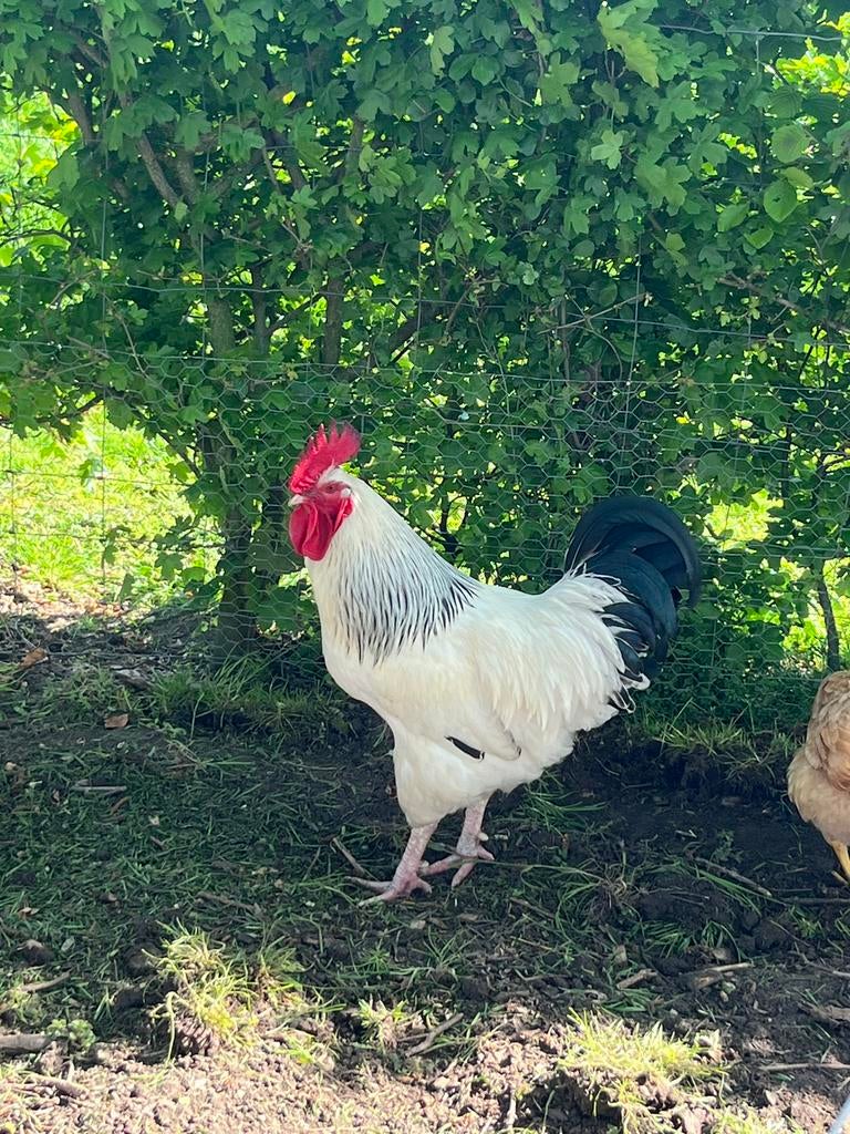 Haan te koop, Dieren en Toebehoren