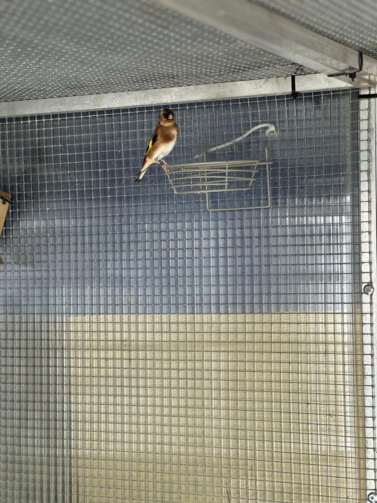 Chardonneret parva, Animaux & Accessoires, Femelle, Oiseau chanteur sauvage, Domestique
