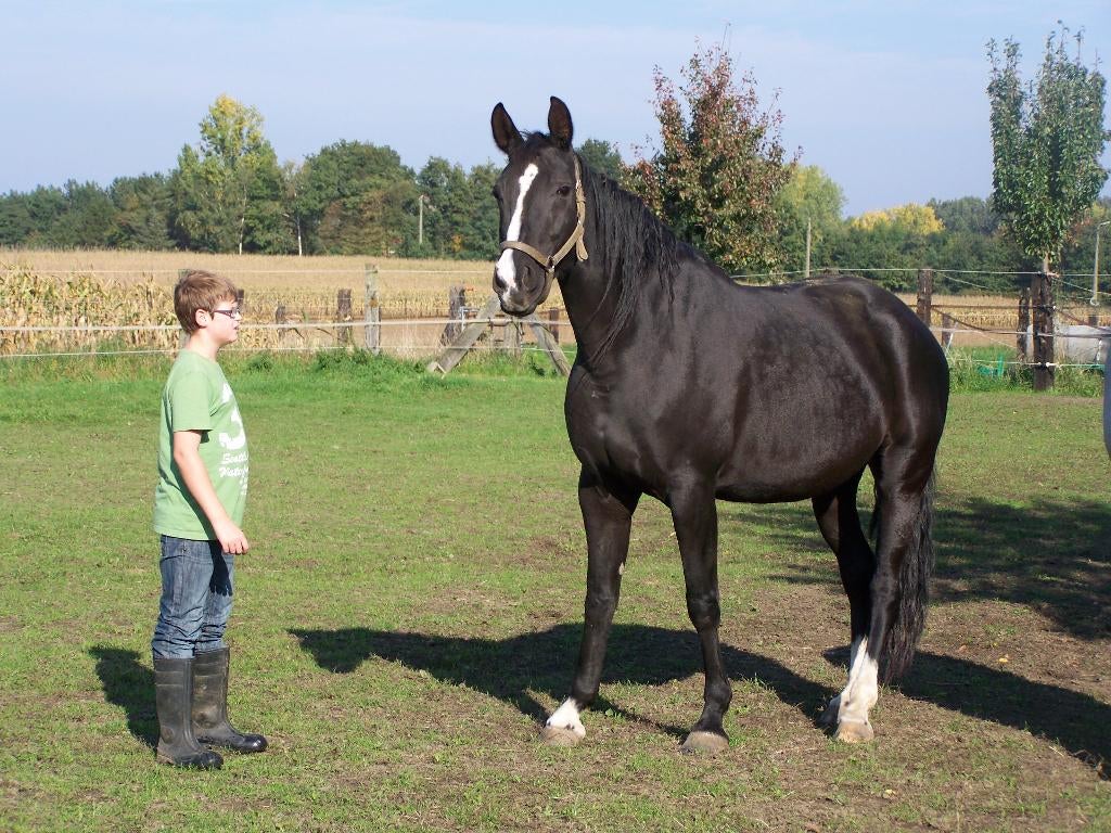 Mooie warte fokmerrie, Dieren en Toebehoren, Merrie, Ontwormd