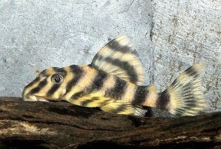 L140 Peckoltia, Dieren en Toebehoren