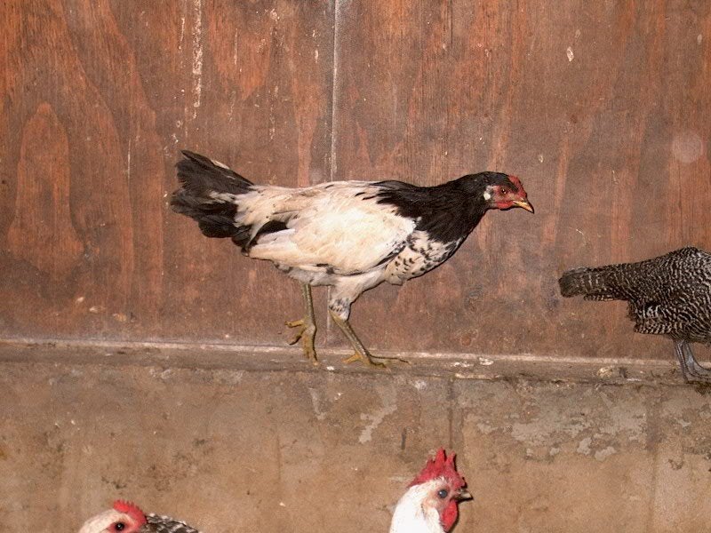 Lakenvelder kippen, Meerdere dieren, Kip