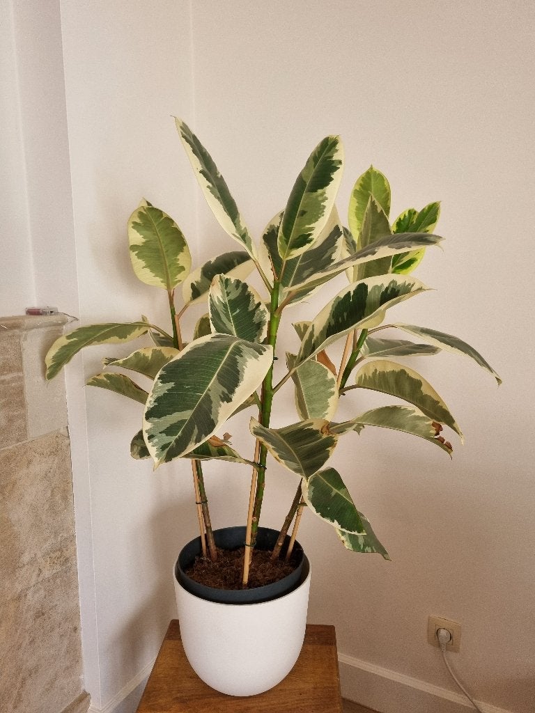 Grote rubber plant Ficus, Huis en Inrichting, Kamerplanten, Ophalen, Ficus, 100 tot 150 cm, Halfschaduw