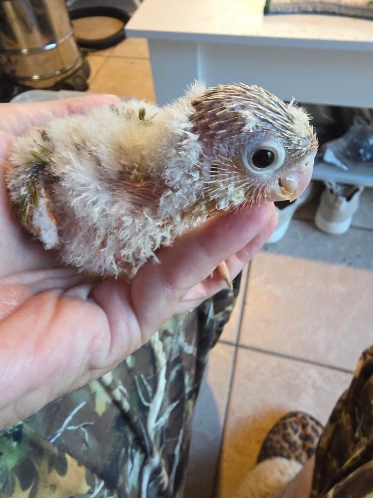 Pyrrhuras molinae mutation ananas rouge, Dieren en Toebehoren