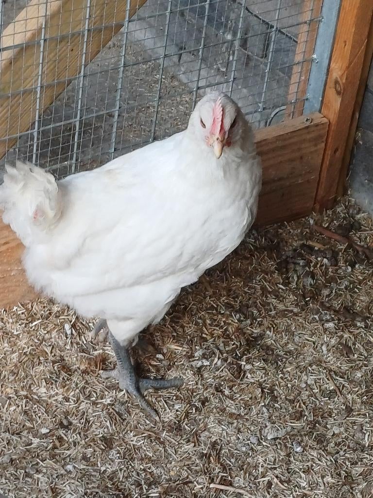 poule de bresse kuiken, Dieren en Toebehoren, Geslacht onbekend, Kip
