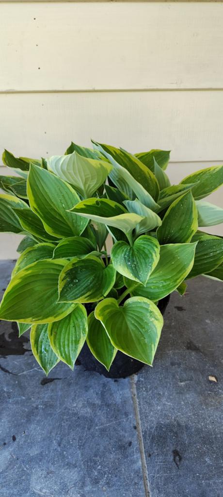 Hosta, Tuin en Terras, Ophalen, Vaste plant