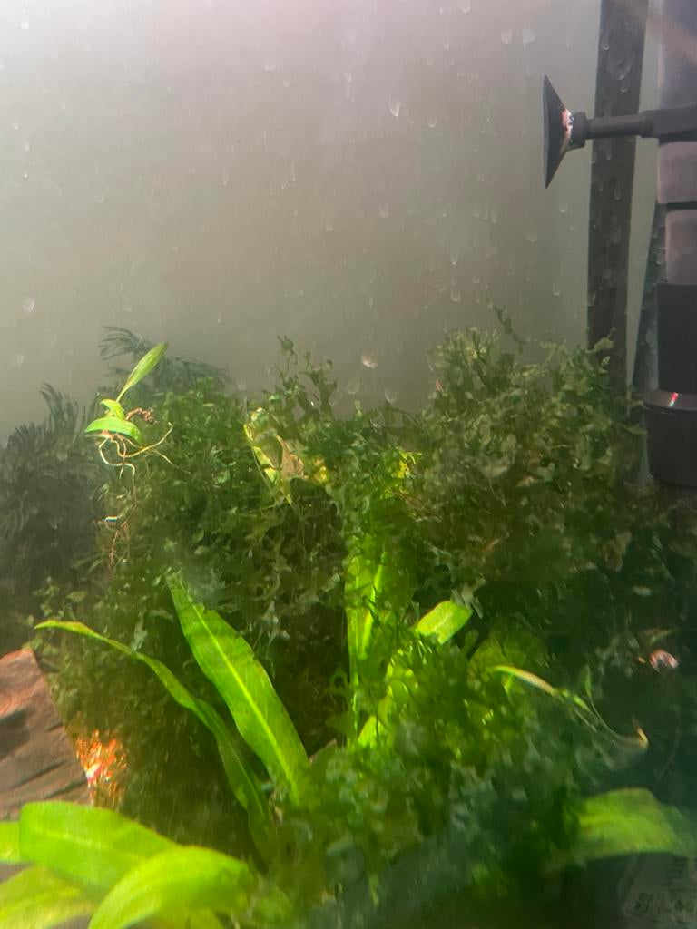 aquarium moss, Animaux & Accessoires, Poissons | Poissons d'aquarium, Autres types, Poisson d'eau douce