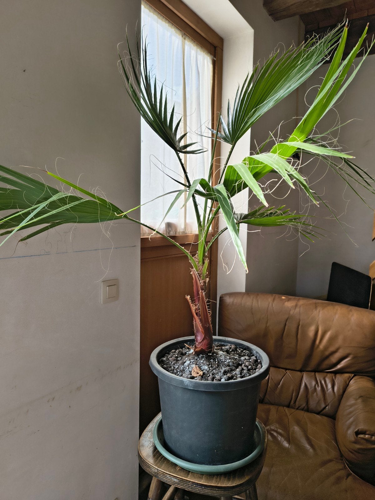 Palmboom, Ophalen