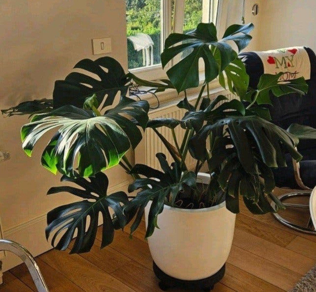 Beau grand monstera : verdure chaleureuse dans la maison, tr, Enlèvement