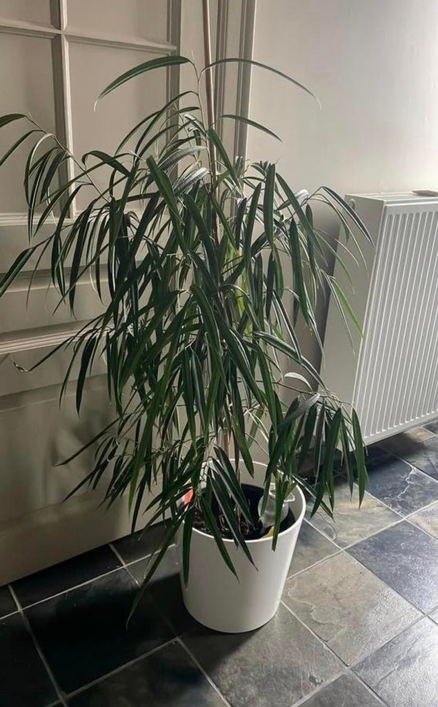 Ficus met pot, Huis en Inrichting, Kamerplanten, Ophalen, Ficus, In pot, 150 tot 200 cm