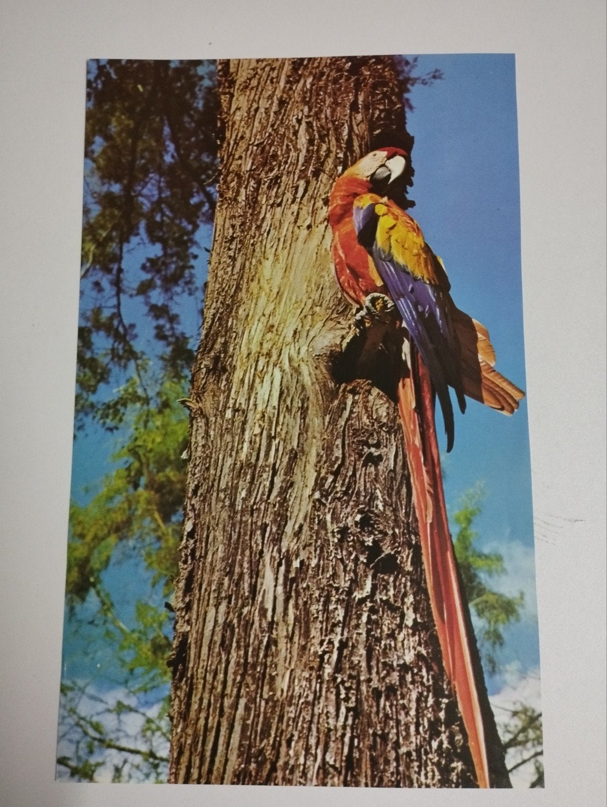een prent met een papegaai aan een boomstam kleur verschille, Verzamelen, Foto's en Prenten, Ophalen, Prent