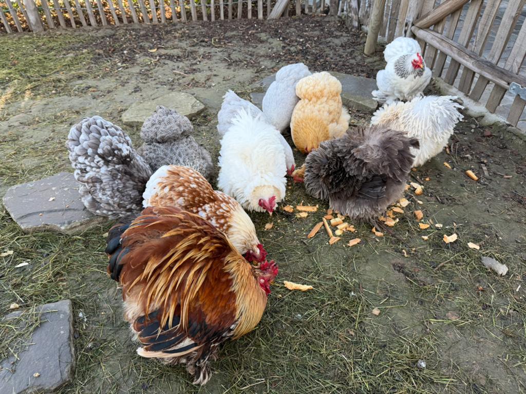 Cochinkriel kuikens, Dieren en Toebehoren, Pluimvee, Vrouwelijk, Kip