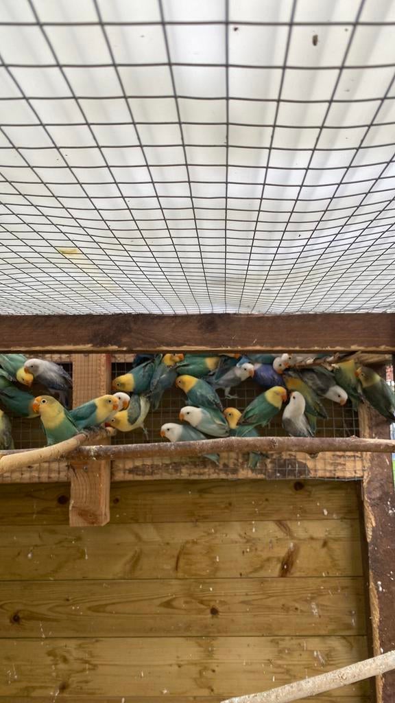 Jonge ficheries, Dieren en Toebehoren, Vogels | Parkieten en Papegaaien