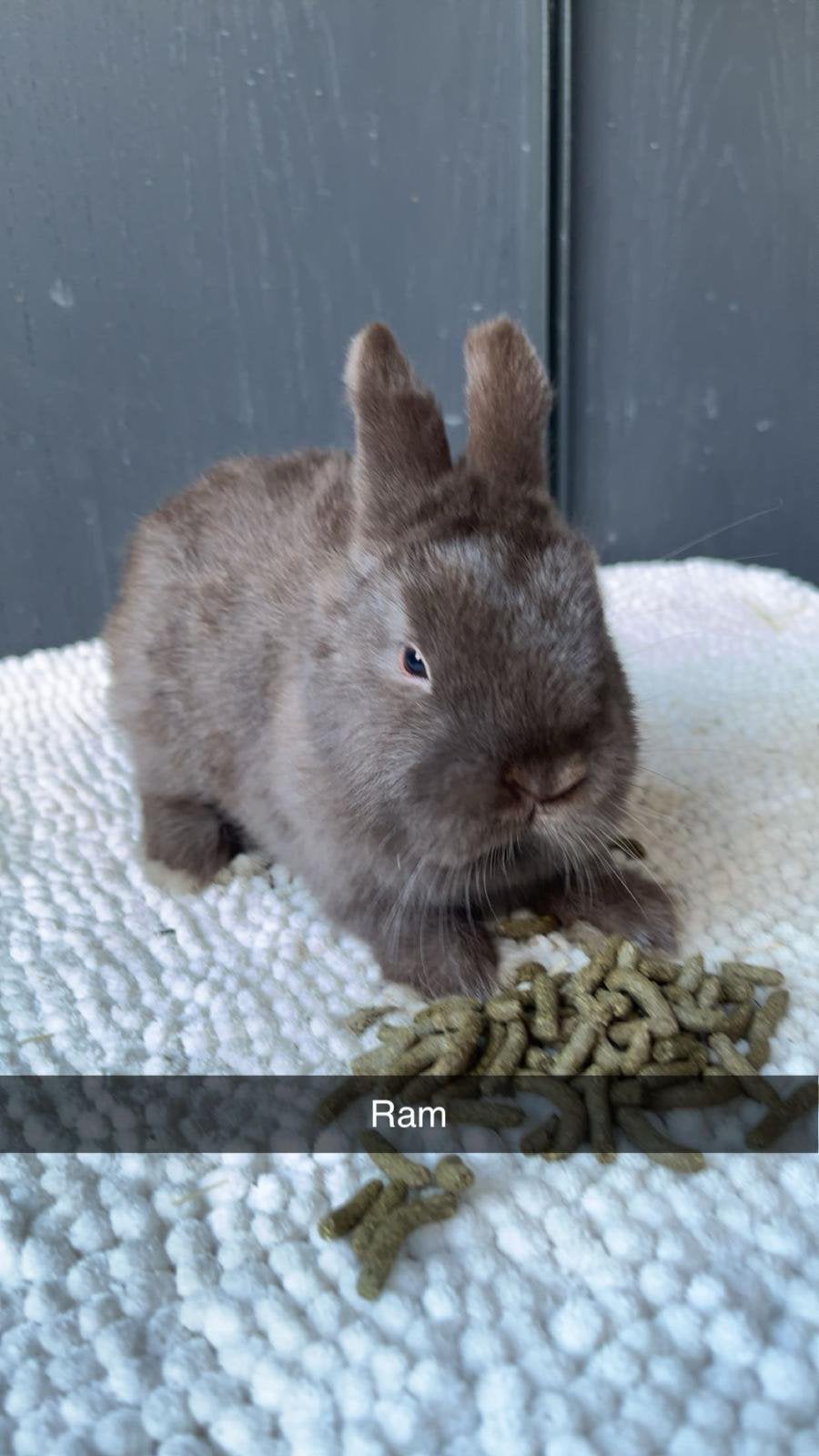 Raszuivere kleurdwergjes, Plusieurs animaux, Nain, 0 à 2 ans