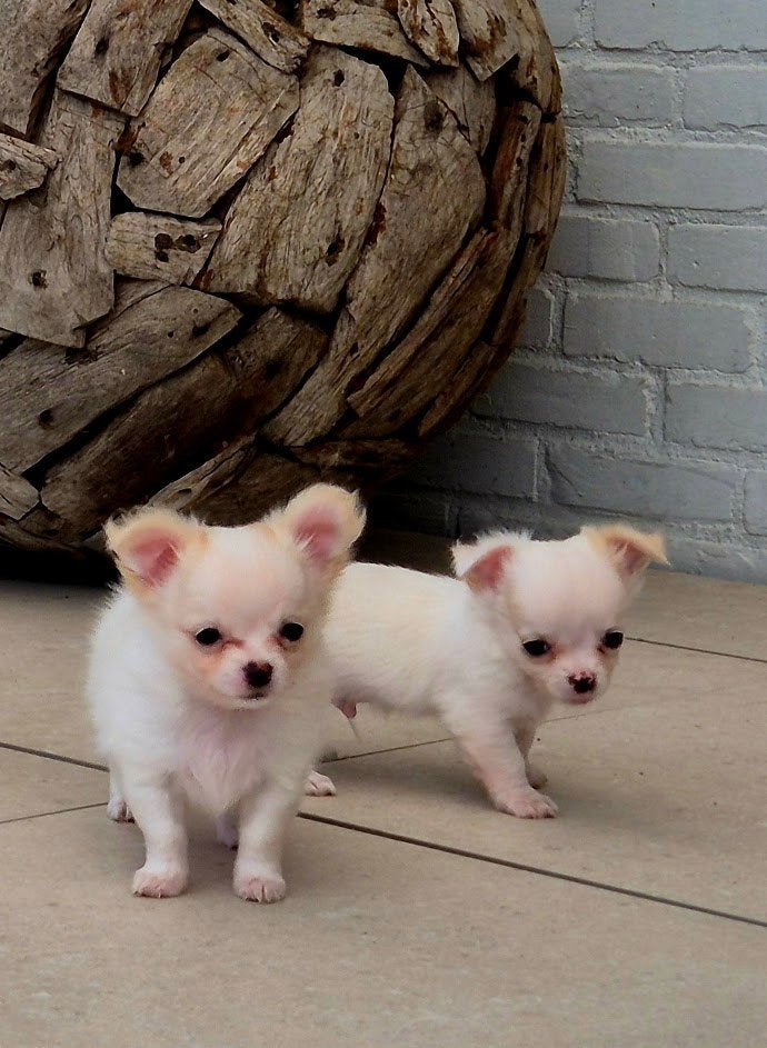 Chihuahua pup, Animaux & Accessoires, Chiens | Chihuahuas & Chiens de compagnie, Chien (mâle), Chihuahua, Particulier, Plusieurs