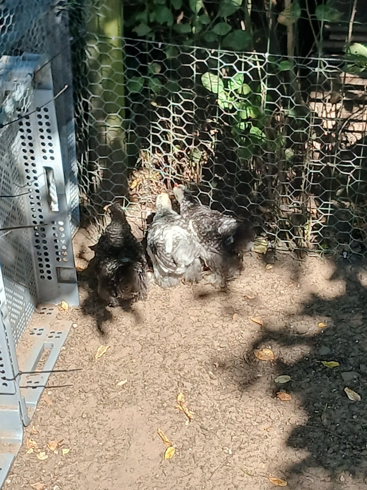 cochinkriel kuikens, Dieren en Toebehoren, Pluimvee