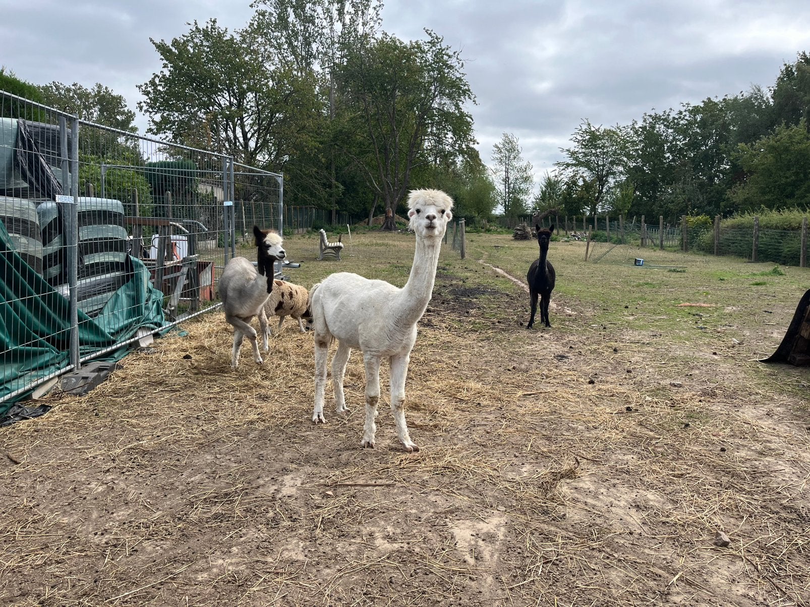 3 alpacas 2 drachtige merries 1 hengst, Plusieurs animaux, 3 à 5 ans