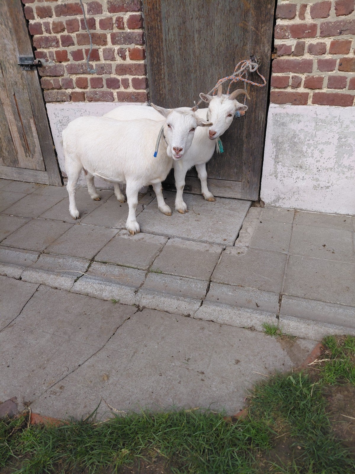 chèvres pygmées, Animaux & Accessoires