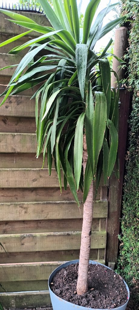 plantes, Enlèvement, 200 cm ou plus, Yucca, Plante verte