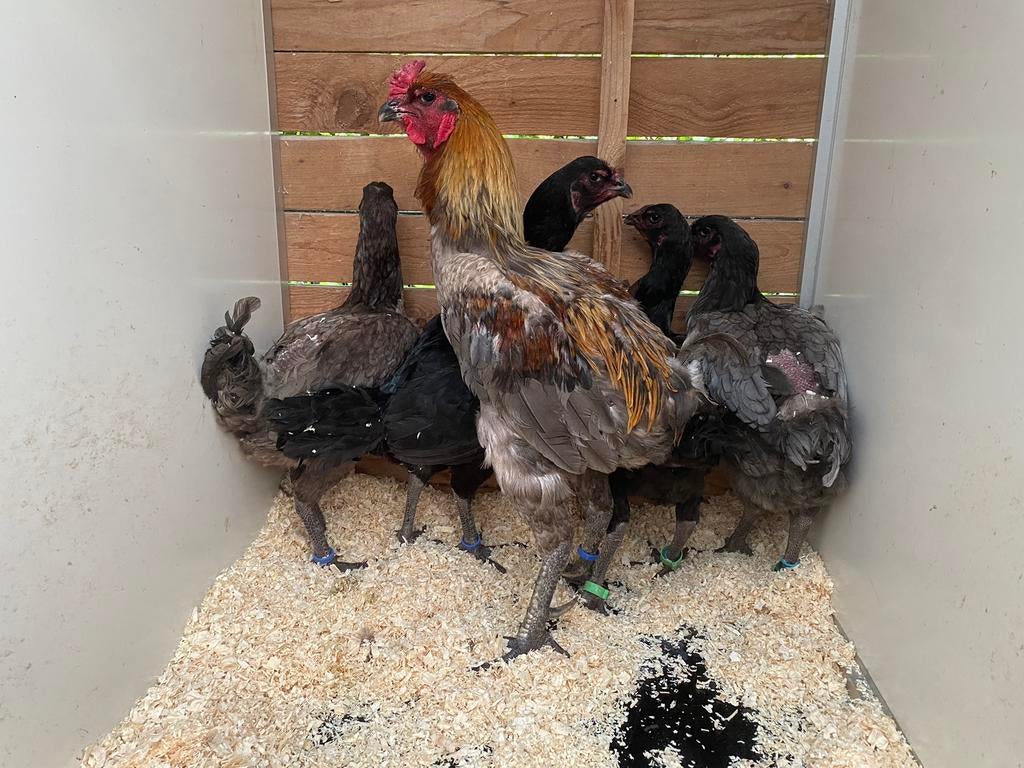 Luikse vechter 2 hanen en 4 hennen, Dieren en Toebehoren, Pluimvee
