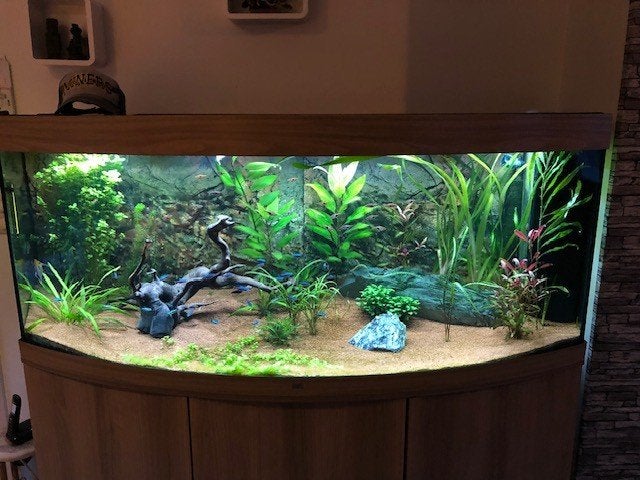 Aquarium Juwel Vision 450 L, Enlèvement, Utilisé