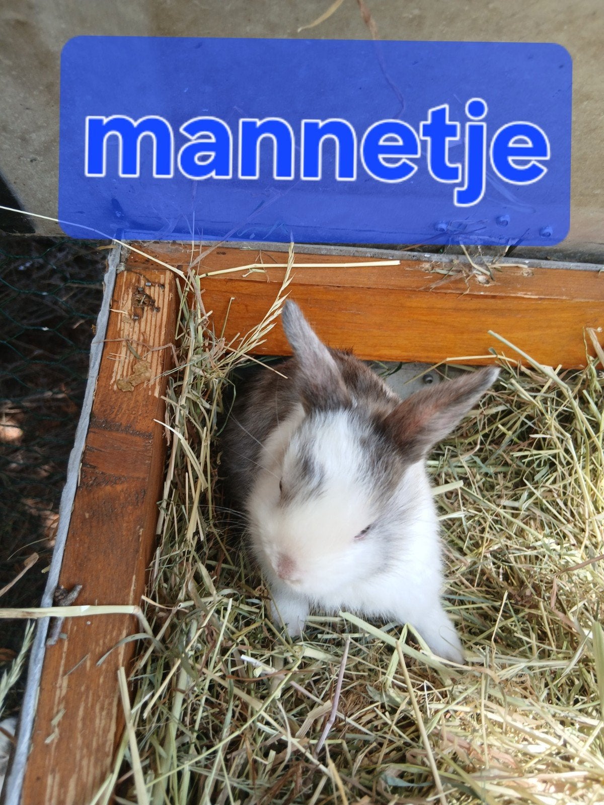 Kleurdwergjes te koop, Dieren en Toebehoren, Konijnen, Vrouwelijk, Dwerg, 0 tot 2 jaar