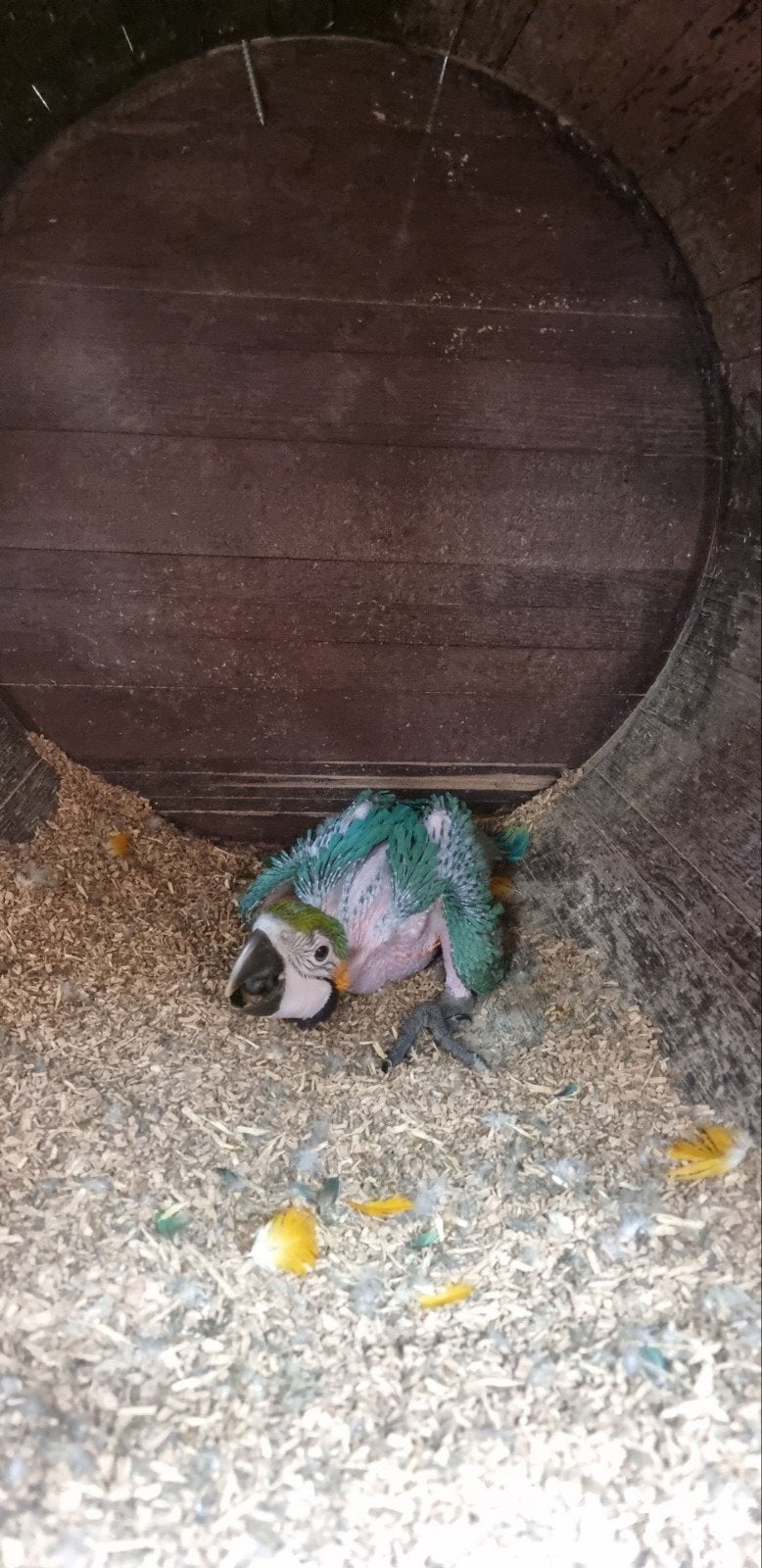 Blauwgele ara papegaai, Papegaai