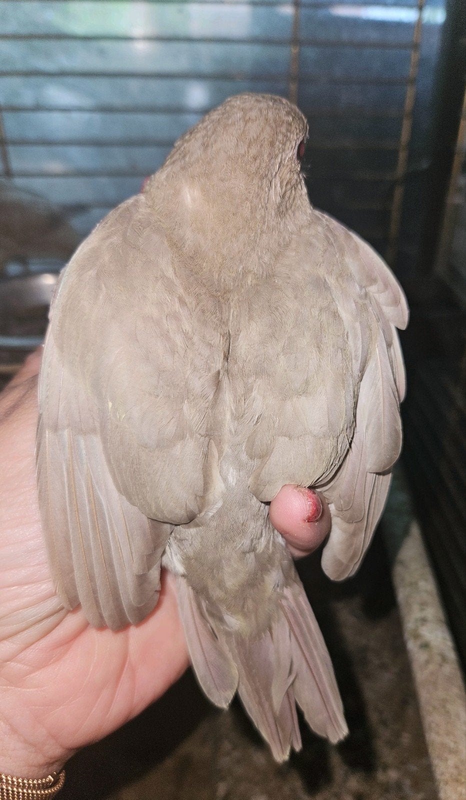 Kakariki, Dieren en Toebehoren