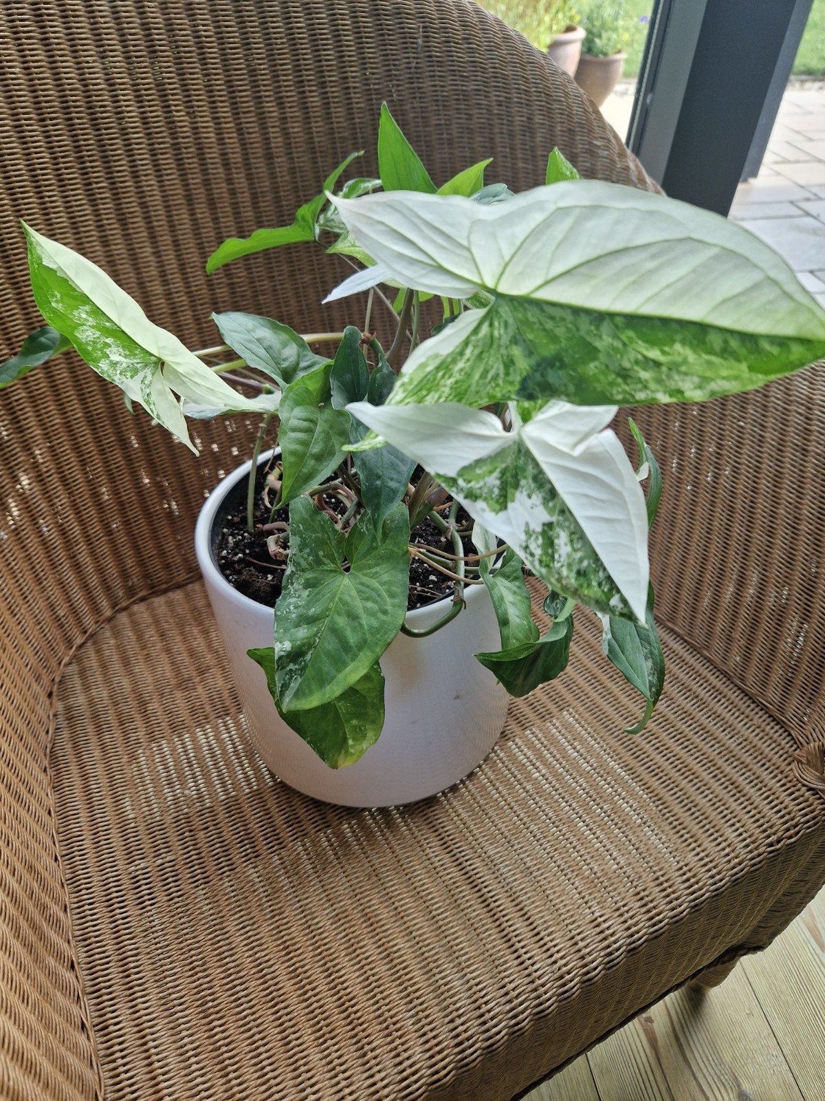 Syngonium albo, Huis en Inrichting, Kamerplanten, Ophalen of Verzenden