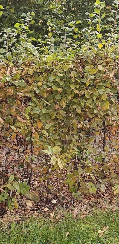 Haagbeuk 50 stuks, Jardin & Terrasse, Enlèvement, Charme, Haie, 100 à 250 cm