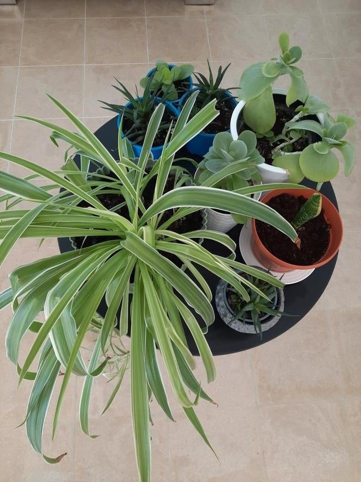 Lot kamerplant Sanseveria , Graslelie ....., Ophalen