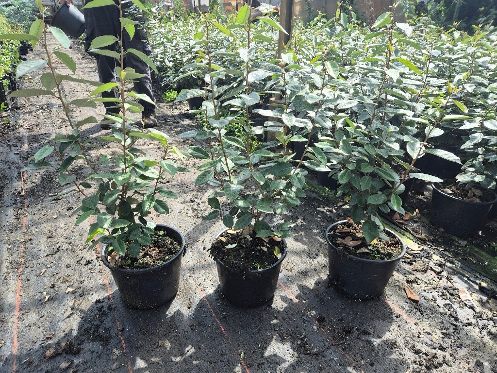Olijfwilg potgekweekte haagplanten 60-80 cm hoog!, Ophalen of Verzenden, Overige soorten, Haag, Minder dan 100 cm