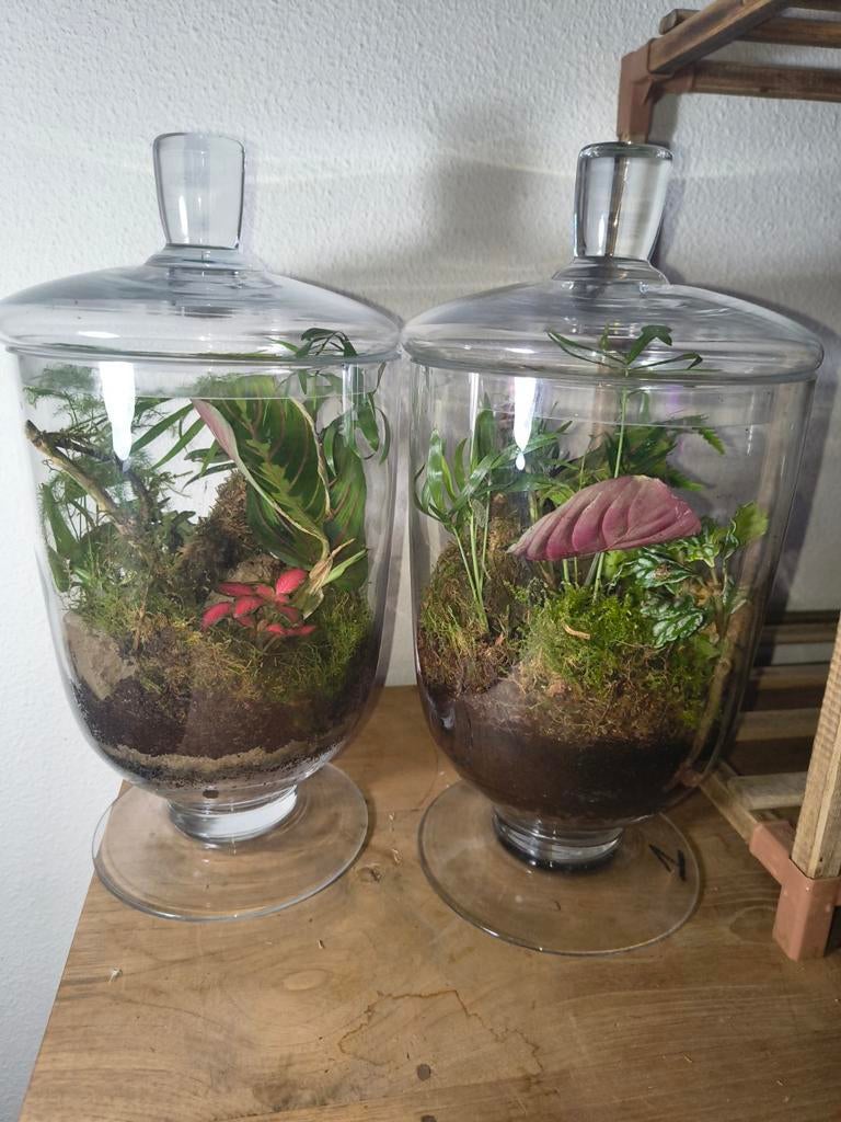 Set van 2 tropische plantenterraria met glazen stolp, Enlèvement, Palmier