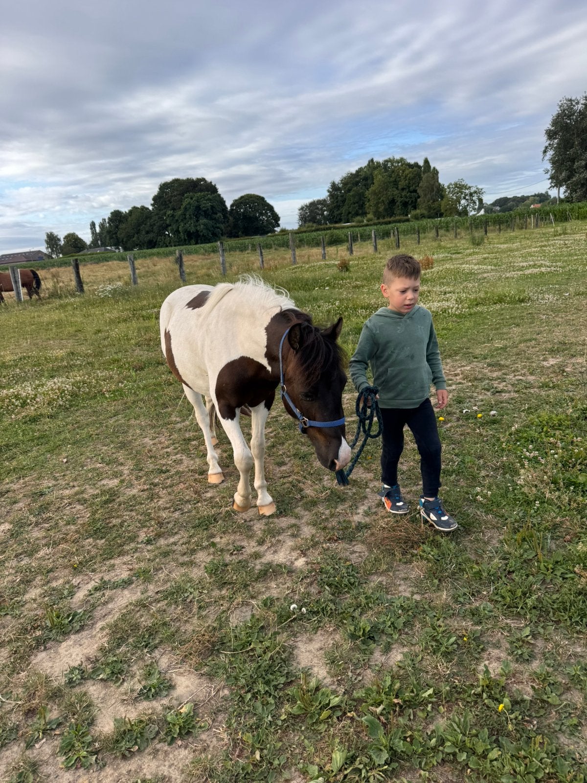 Leuke 2,5 jarige grote b pony ruin, Ruin, B