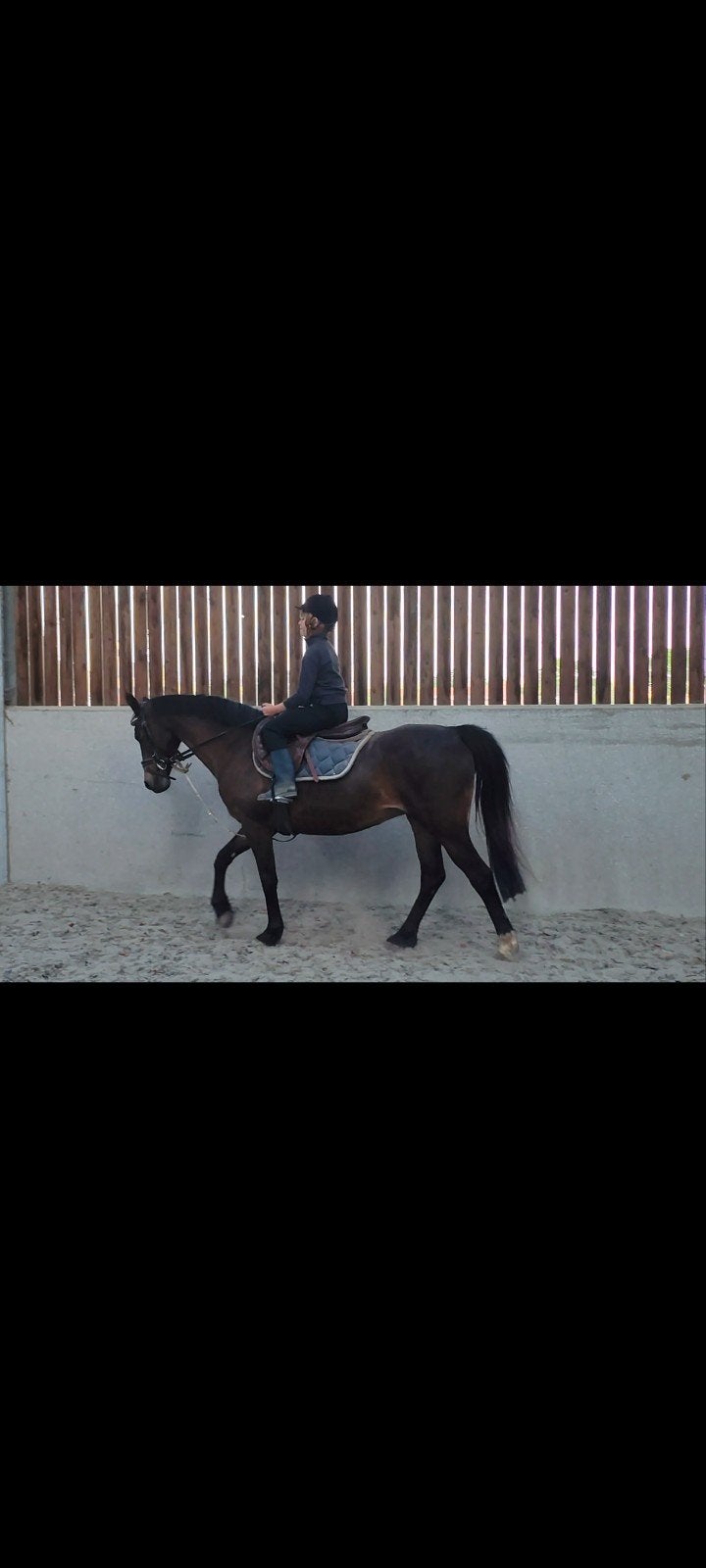 mooie, brave, 17 jarige C pony met ervaring, Merrie, Met stamboom, Niet van toepassing, C pony (1.27m tot 1.37m)