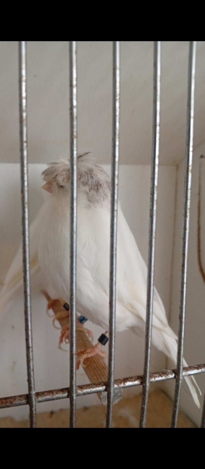Couple canaris Gloster blanc, Animaux & Accessoires, Oiseaux | Canaris, Plusieurs animaux, Canari de posture