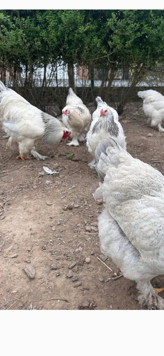 Brahma hanen, Dieren en Toebehoren
