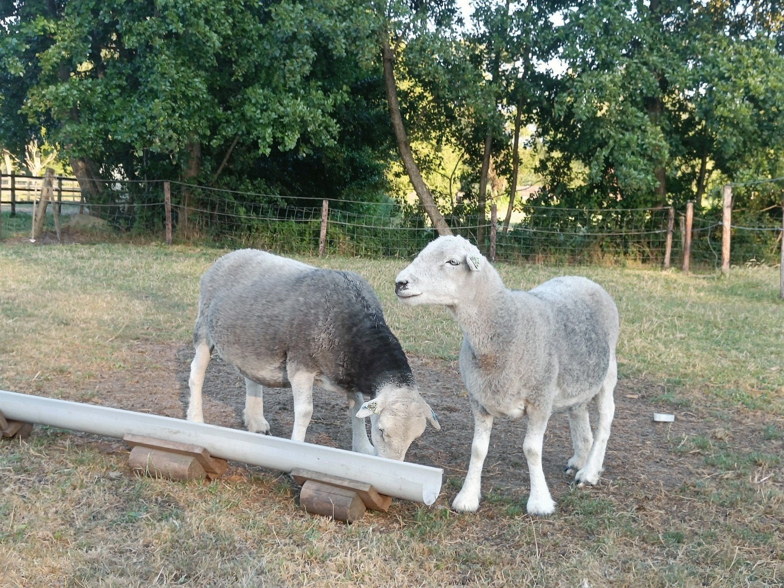 3 Herdwick ooien, Animaux & Accessoires, Mouton