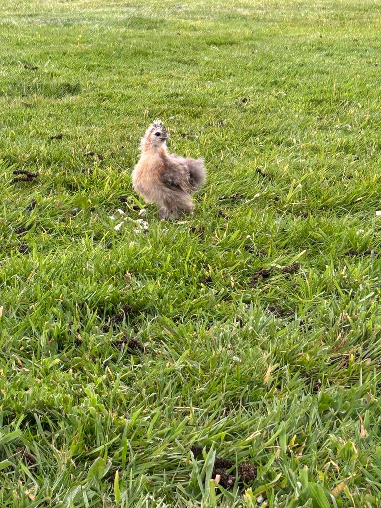 Kuikens zijdehoender, Sexe inconnu, Poule ou poulet