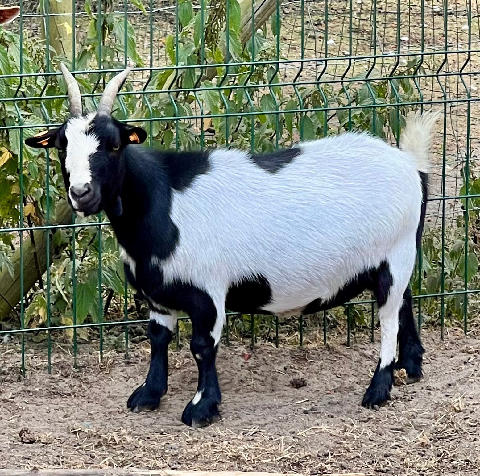 Dwerggeit mieke 4 jaar, Dieren en Toebehoren, Schapen, Geiten en Varkens, Vrouwelijk, Geit, 3 tot 5 jaar