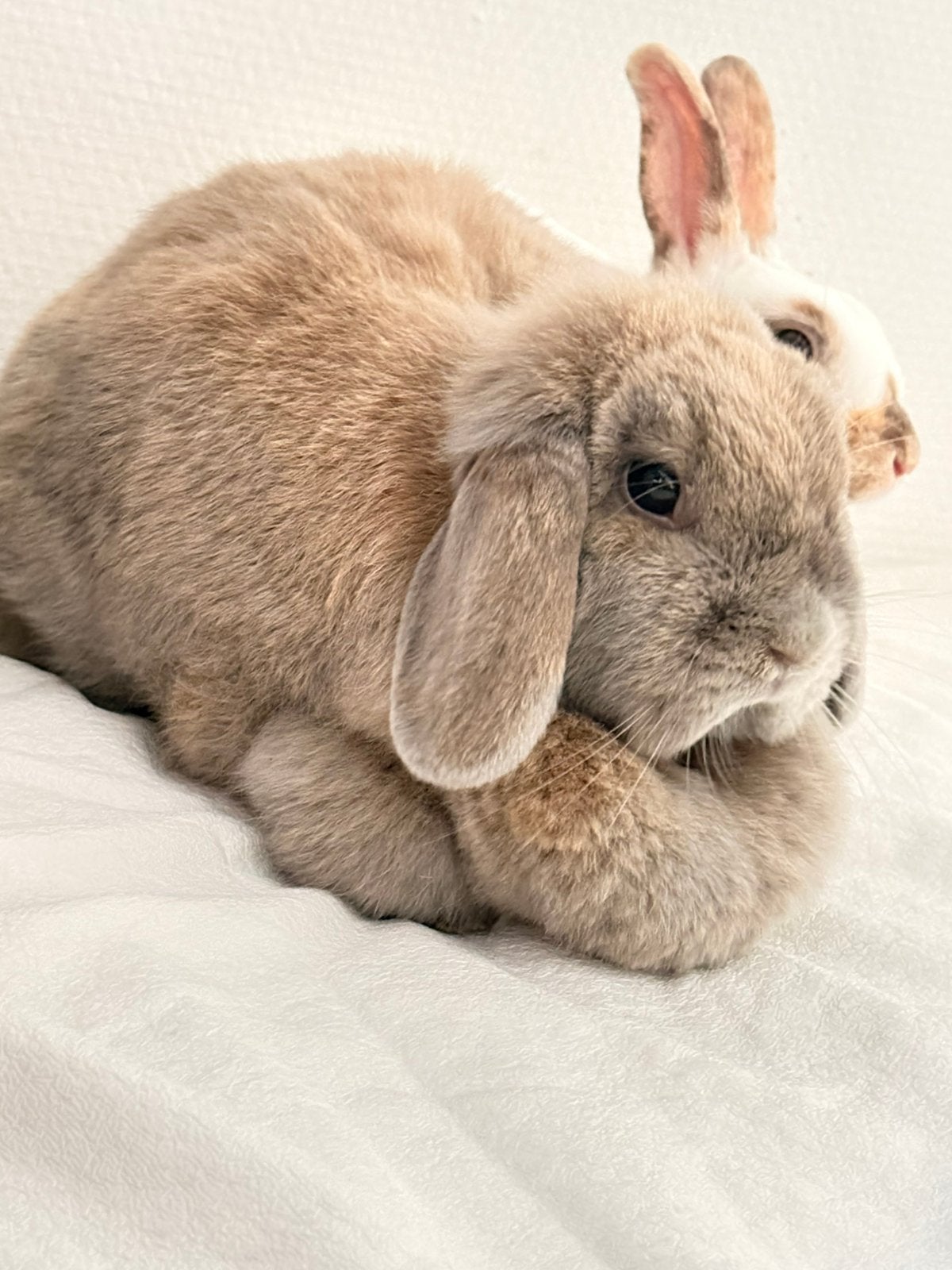 3 jarig voedstertje zoekt thuis, Femelle, Taille moyenne, Oreilles tombantes, 3 à 5 ans