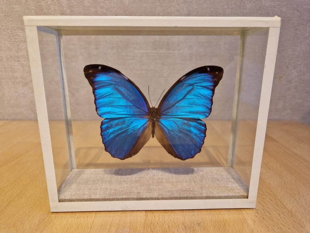 Opgezette Morpho Menelaus vlinder in Vitrine, Enlèvement