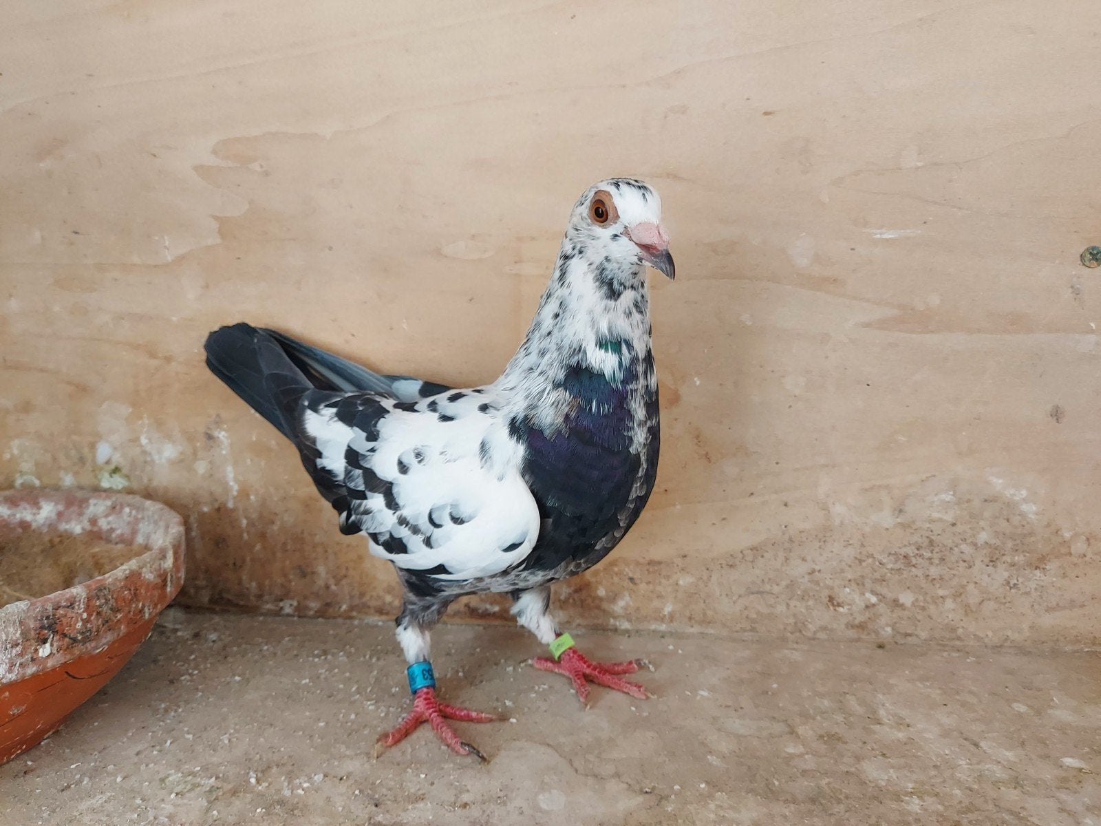 duivin 2026, Dieren en Toebehoren, Vrouwelijk, Postduif
