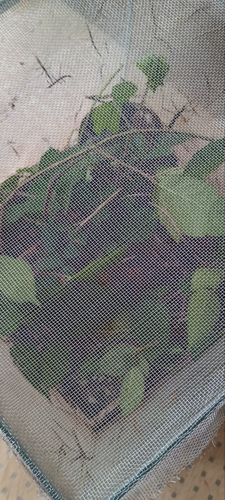 wandelende takken, Dieren en Toebehoren, Insecten en Spinnen