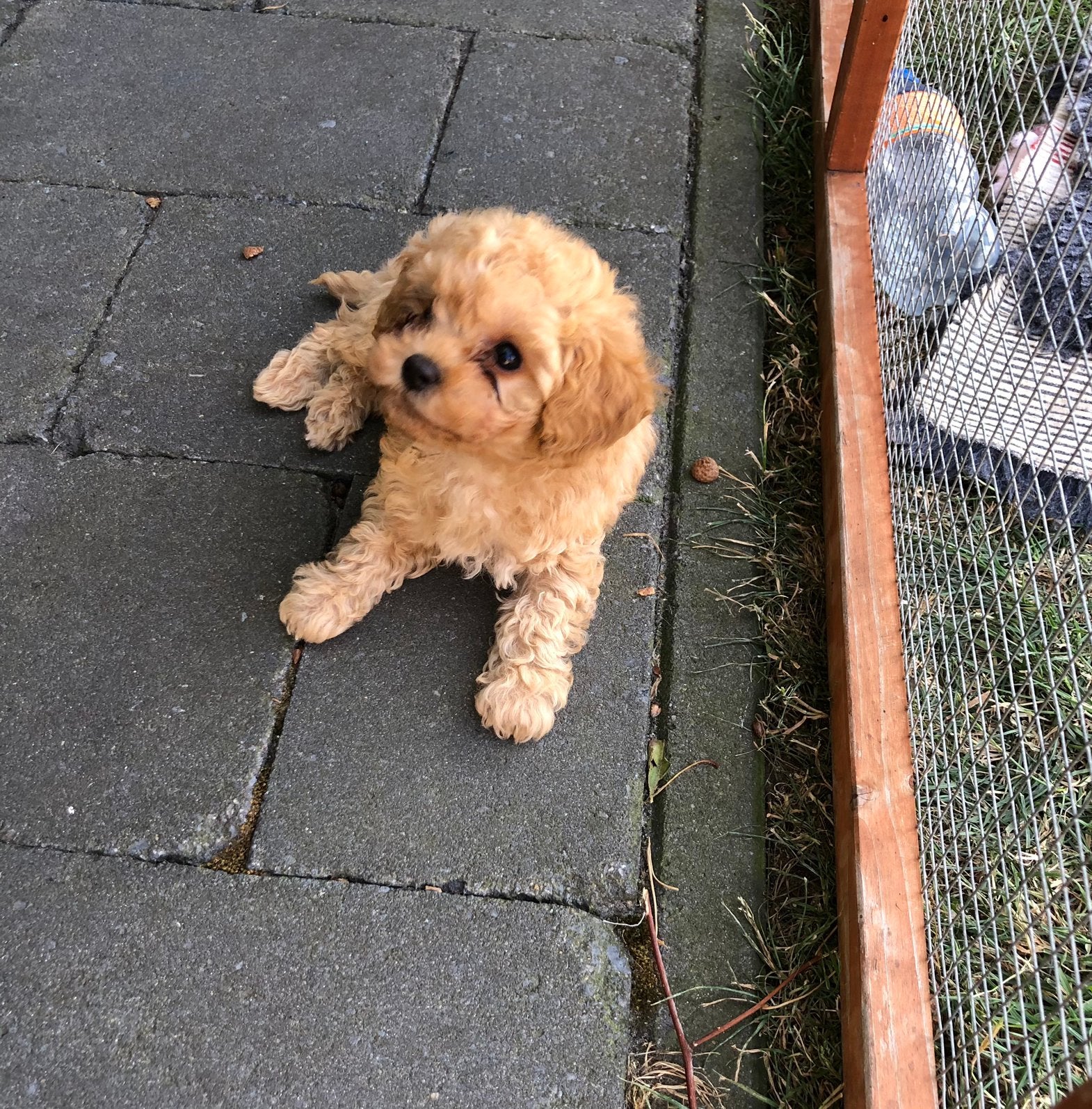 Mini Maltipoo, Hépatite contagieuse (maladie de Rubarth), Autres races, 8 à 15 semaines, Plusieurs