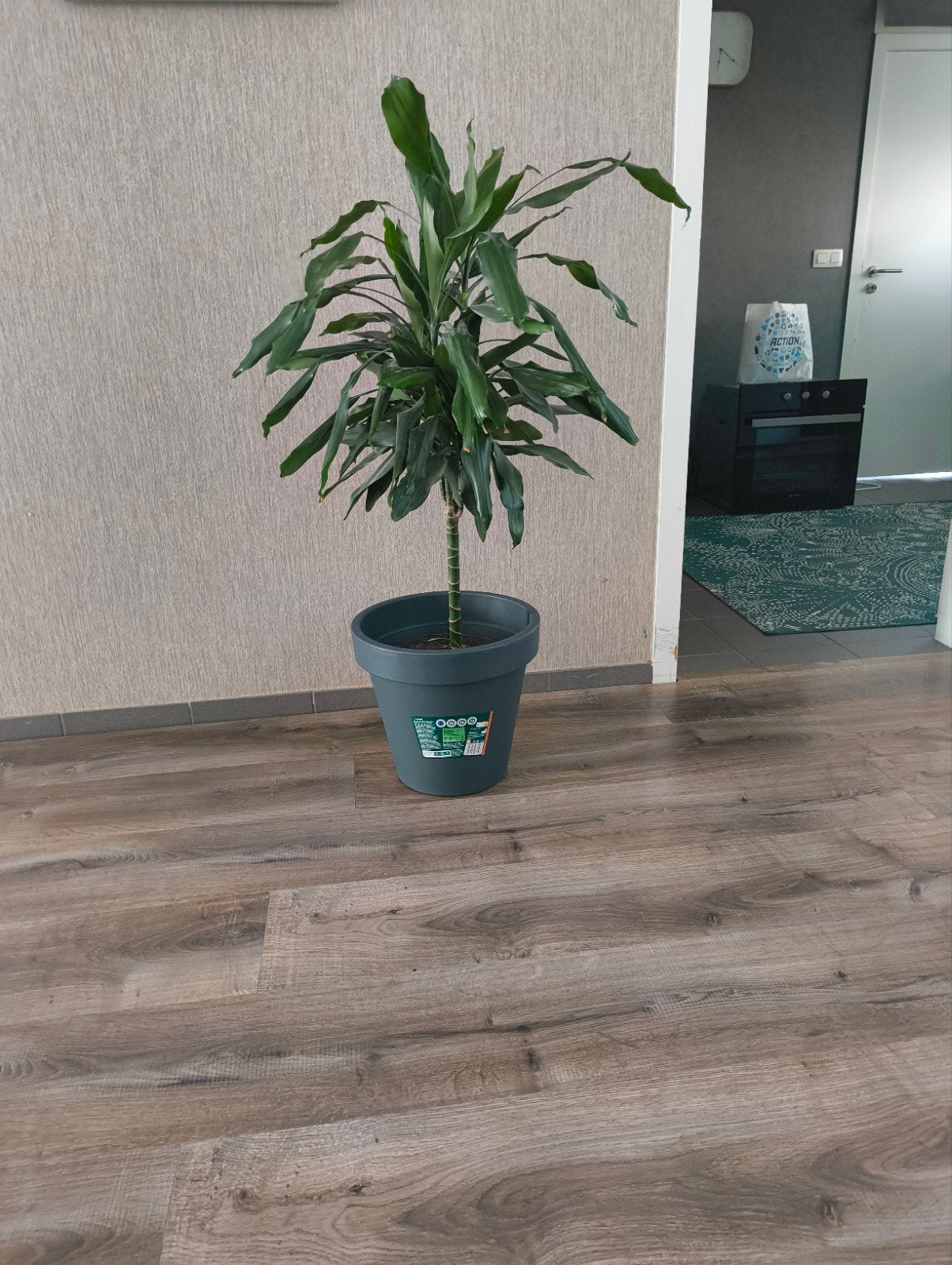 Kamerplant Dracaena, Ophalen, 100 tot 150 cm, Overige soorten, Halfschaduw